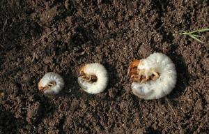 How to test your lawn for grubs and what to do if you find them