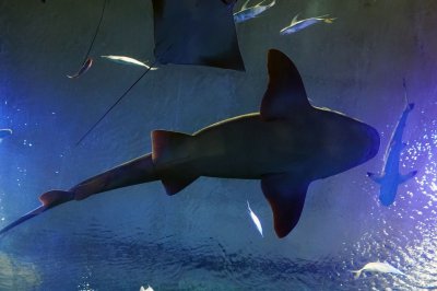 Discovery says 2026 Shark Week had best viewership in 7 years