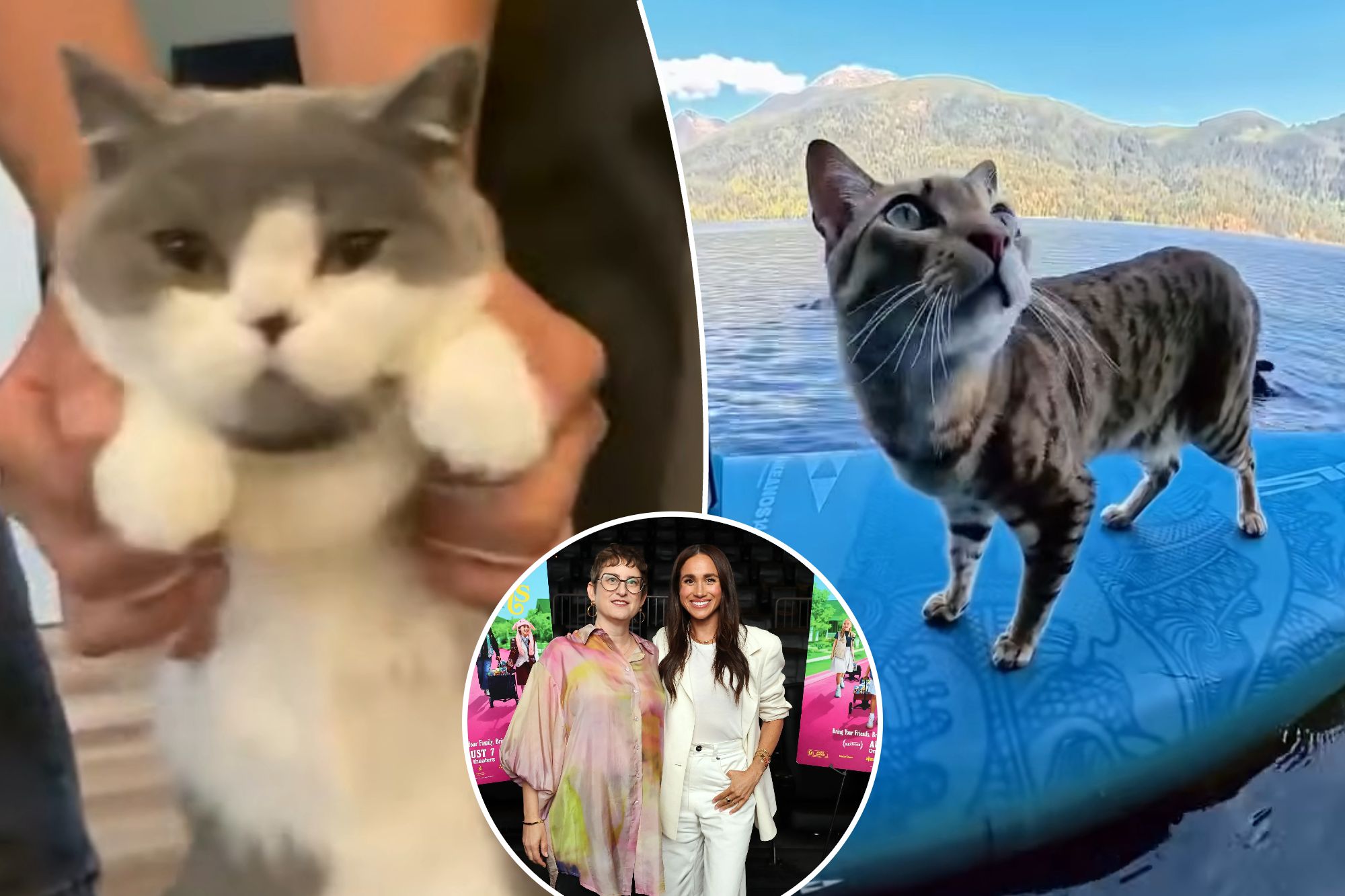 How a 74-minute collection of online cat videos beat an Anthony Bourdain biopic and Meghan and Harry’s cookie doc