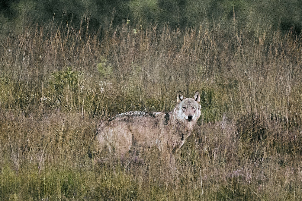 Officials step up problem wolf hunt near Nørre Nebel