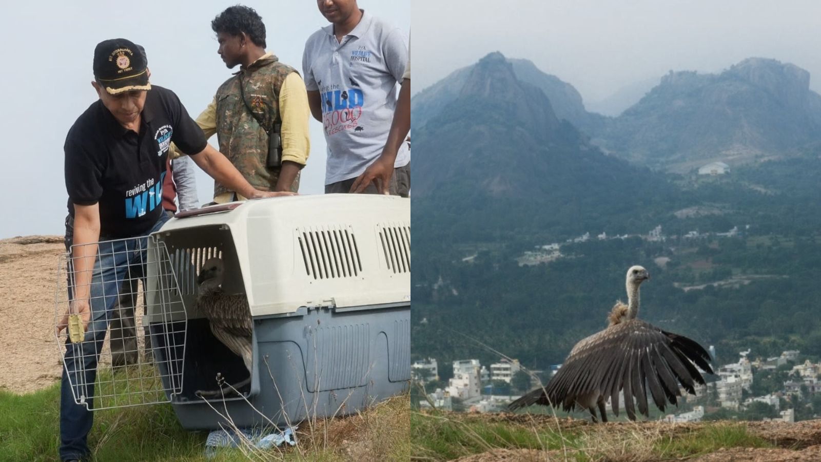 Endangered vulture flies free at Karnataka sanctuary following 24/7 rehab for fracture