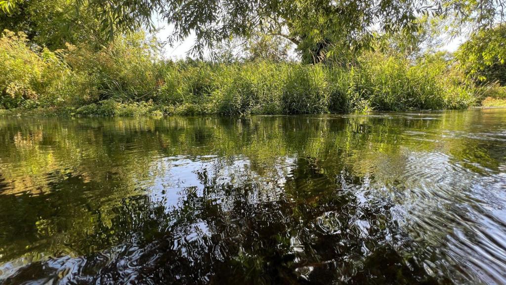 Thames Water 'flagship' chalk stream rated as poor