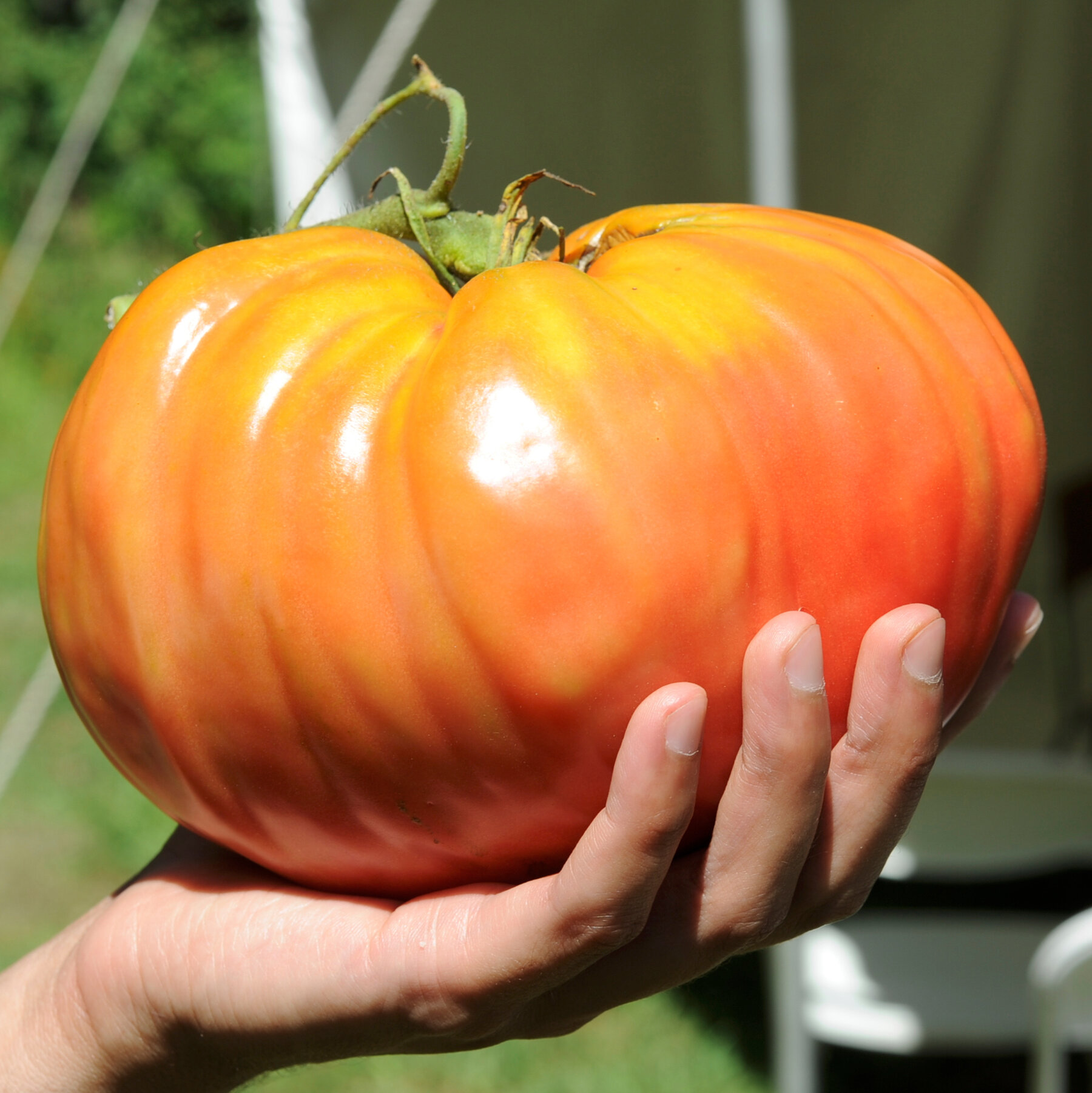 Test Your Tomato I.Q.