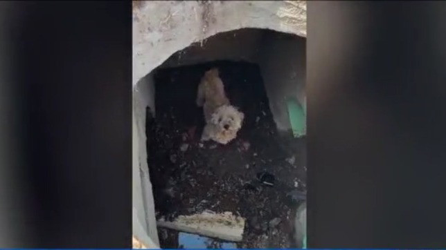 San Diego dog rescued from storm drain after being missing for 30 days