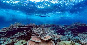 Heavy monsoon rains helped Great Barrier Reef start to recover