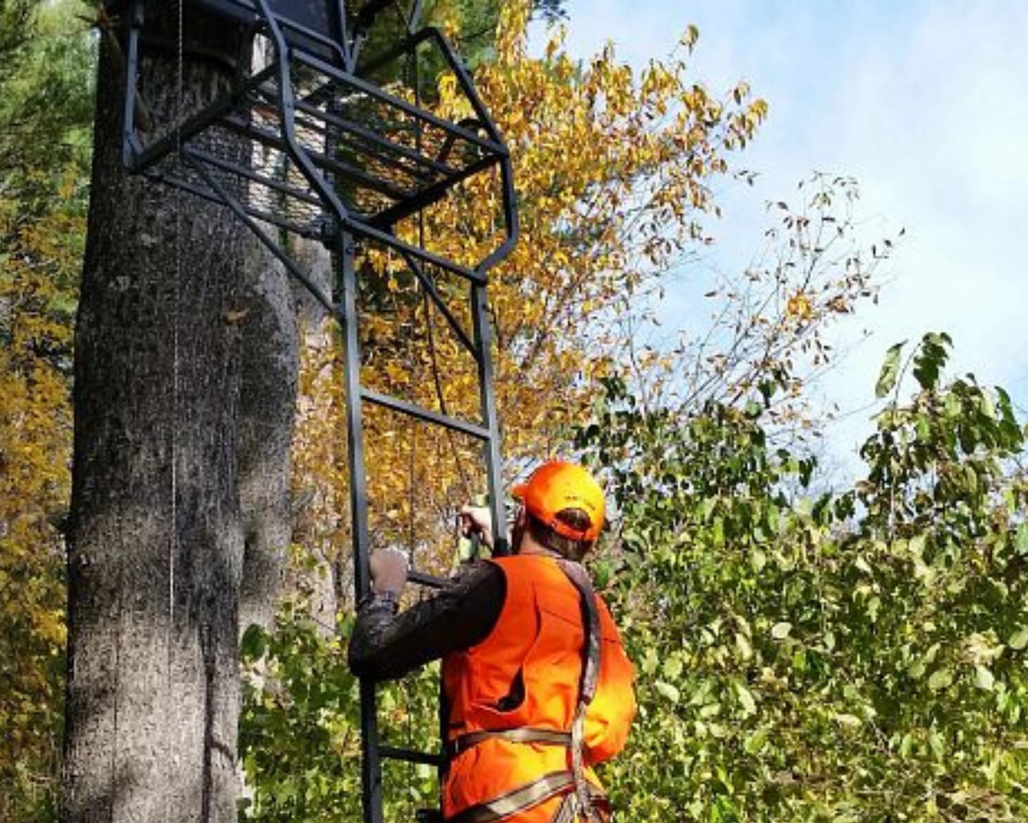 Hunters should avoid this type of tree when placing deer stands, DNR says