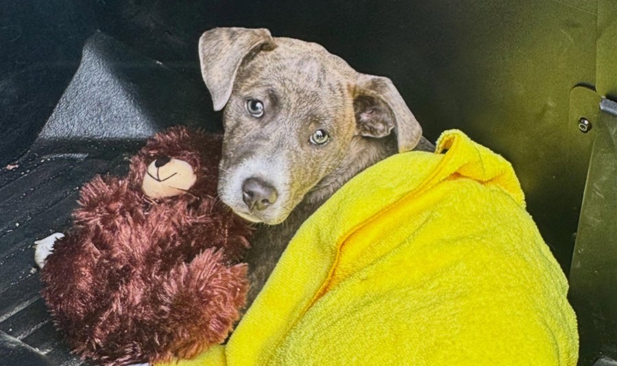 New FBI tip line, $5K reward targets animal abuse suspects in California