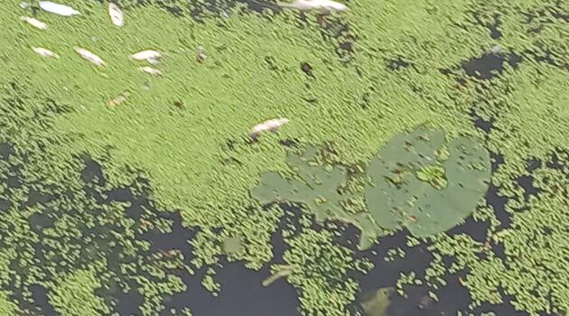 ‘Significant’ Co Meath fish kill exceeds 500