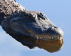 Florida paddleboarder rescues woman from alligator attack