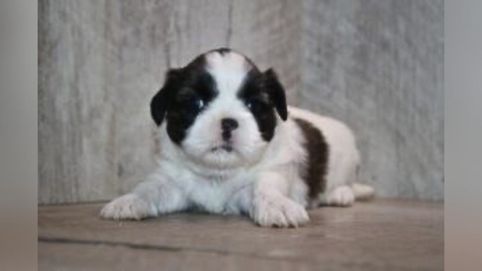 ‘Bring her back’: $5,800 Shih Tzu puppy stolen from Petland store