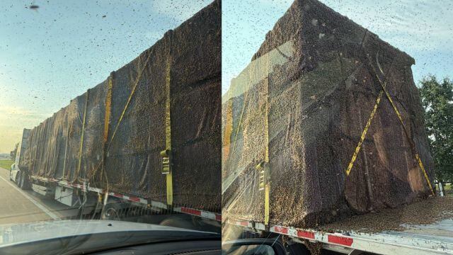 Bees cause a buzz down Chesterfield highway