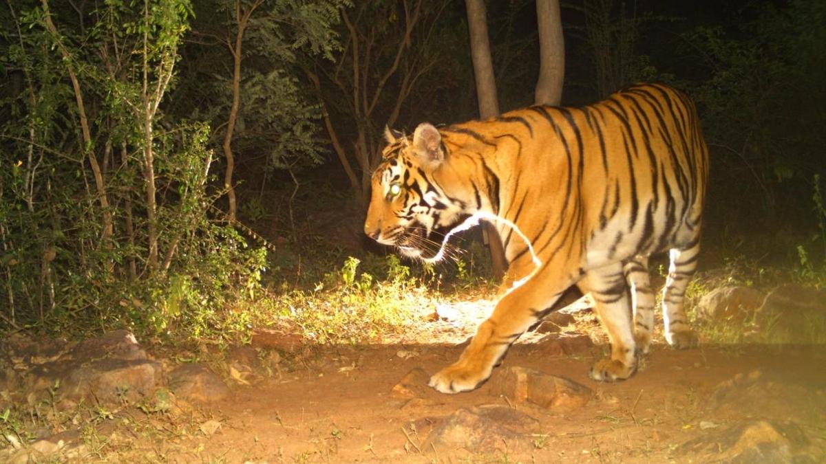 Another tiger death reported in A.P.’s Nagarjunasagar Srisailam Tiger Reserve; official suspended