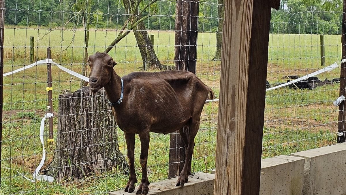 Former Bucks County farm owner pleads guilty to animal cruelty charges