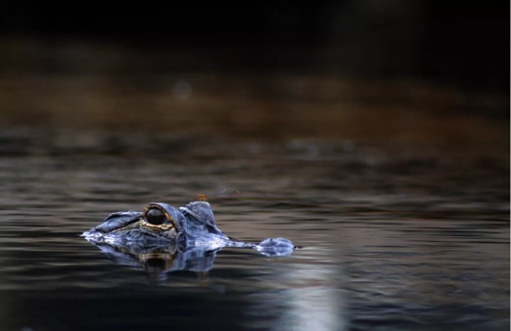 3 alligators shot in Fort Worth nature preserve, reward offered