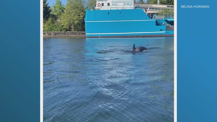 Transient orcas hunt seals near Ballard Locks, researcher speculates