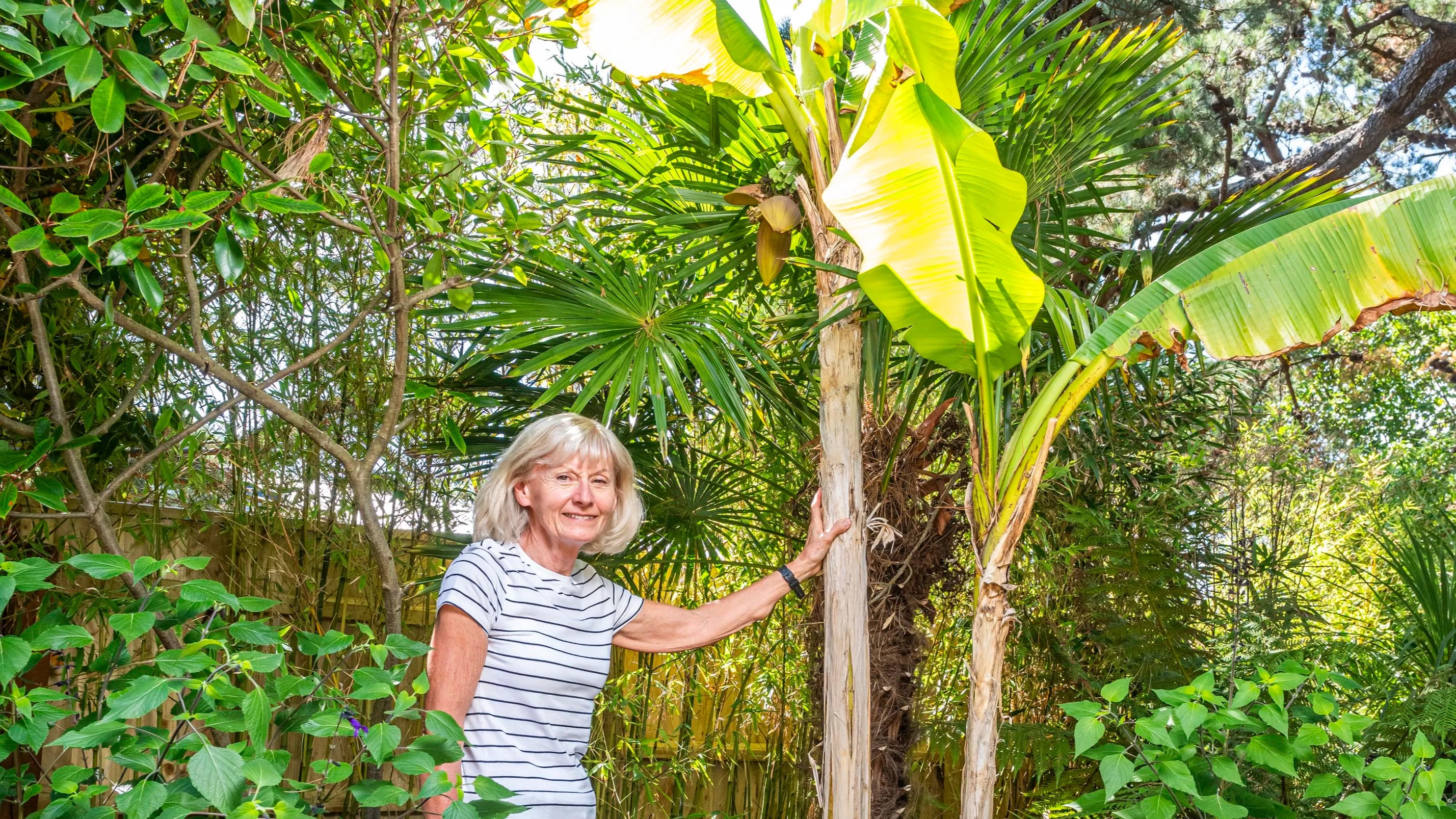 Britain’s so hot that woman in Dorset has grown BANANAS – as UK on course for warmest summer on record