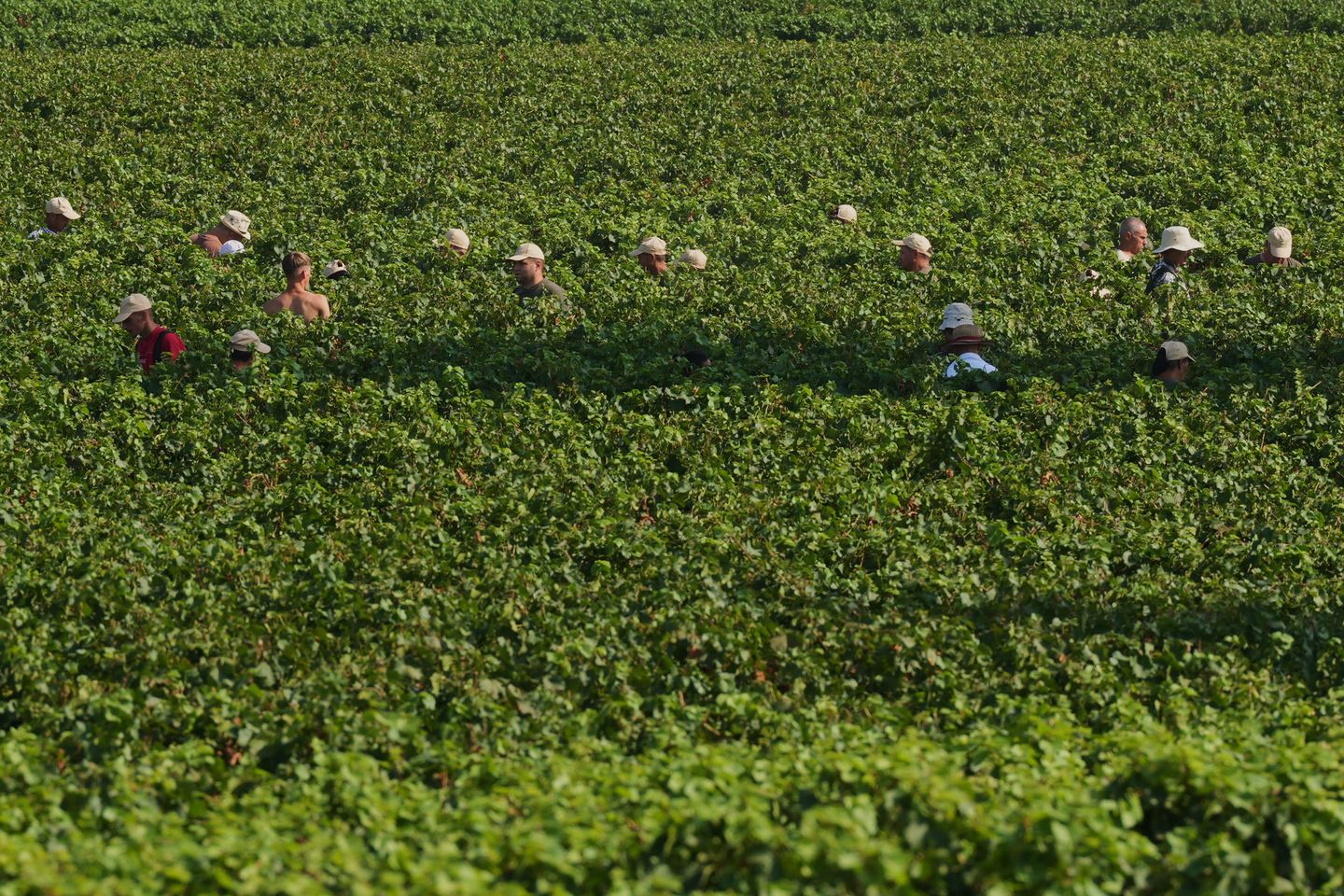 Extreme heat is reshaping Italy's sparkling wine industry with early harvests and nighttime picking