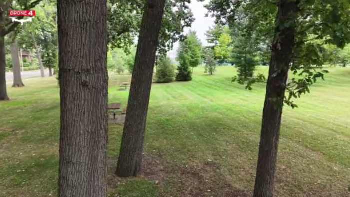 Dearborn residents concerned sewer project could cost dozens of oak trees