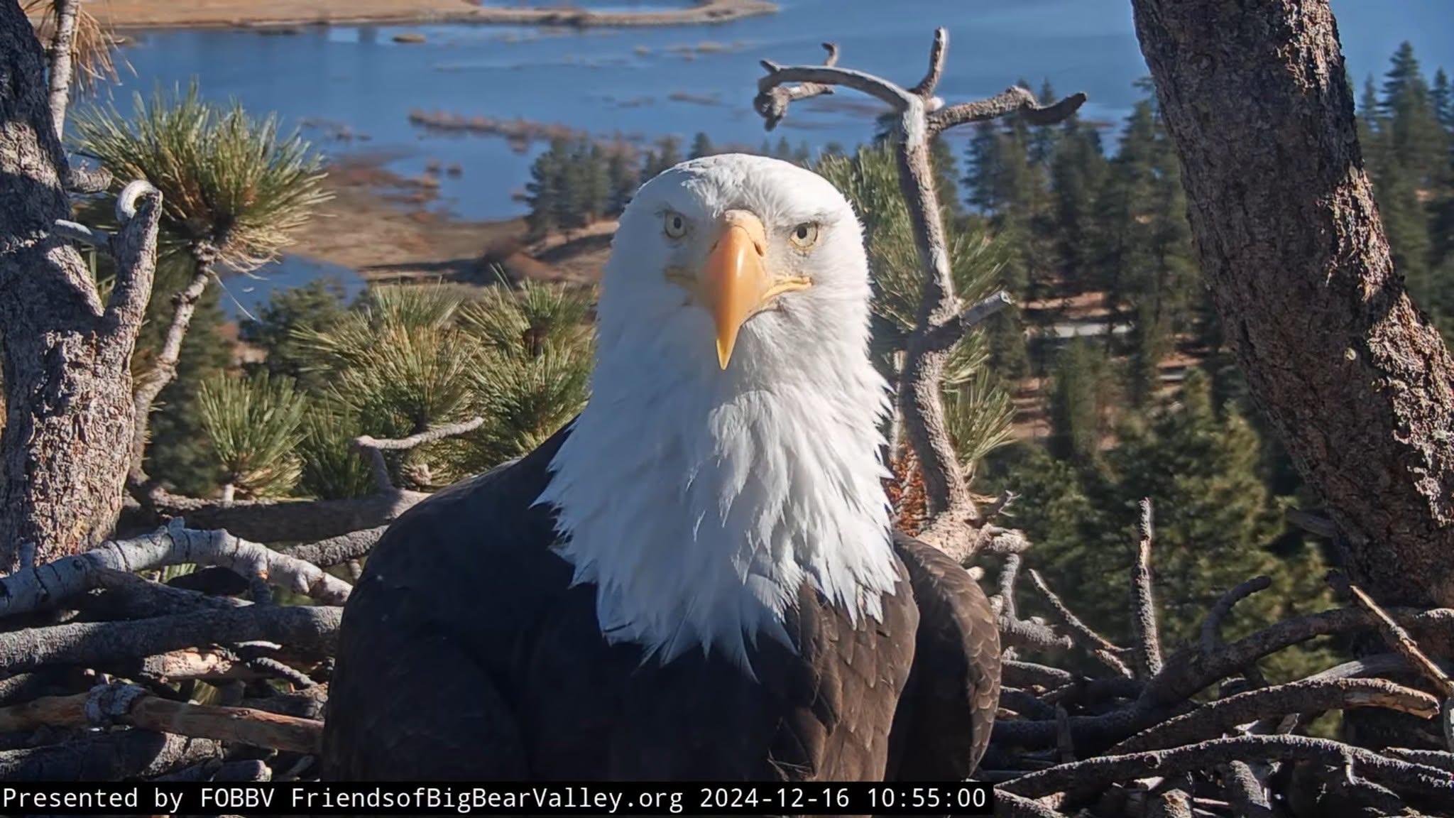 Remembering Jackie: Officials announce next steps for Big Bear bald eagle's remains