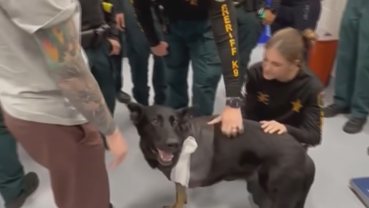 K-9 Ace recovering after being injured in shooting in Florida