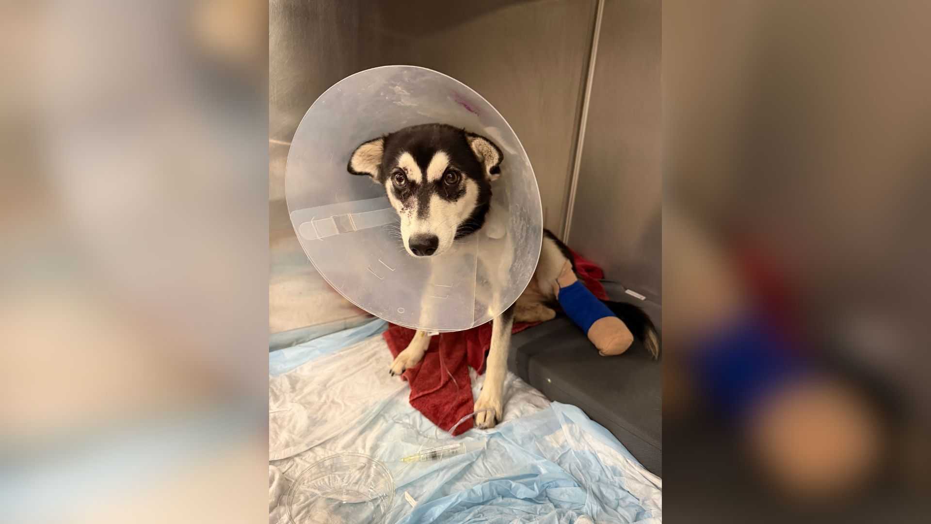 Stray puppy seriously hurt in Dorchester hit-and-run