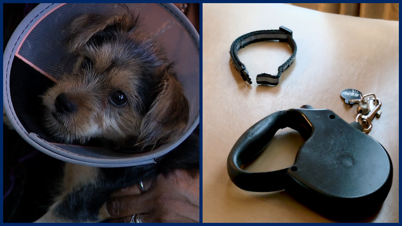 Loose dog attacks 3-month-old Yorkie pup in Orlando neighborhood: 'It started charging us'