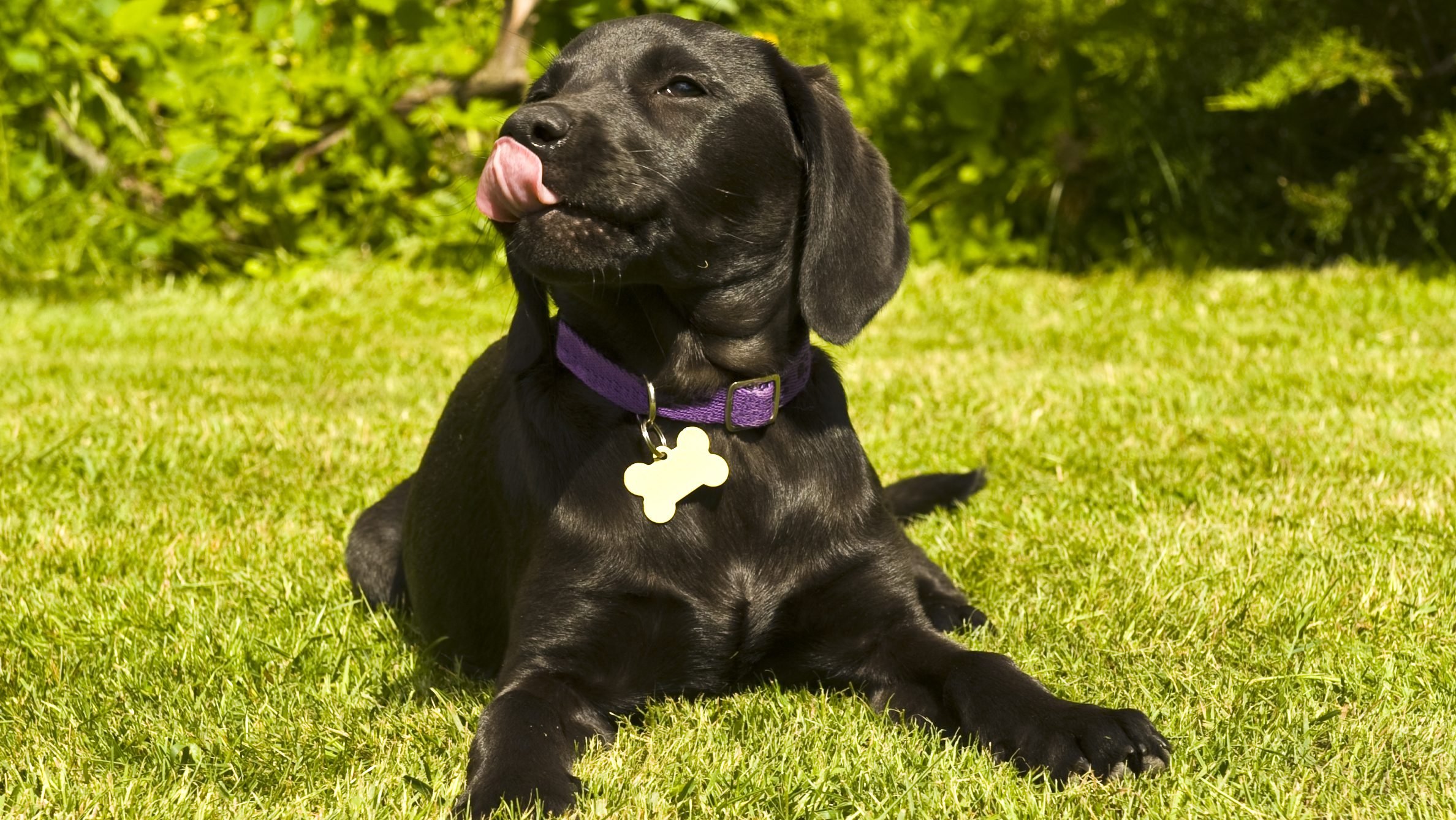 Can you guess the most popular dog name in America? Here's a list of the top 25