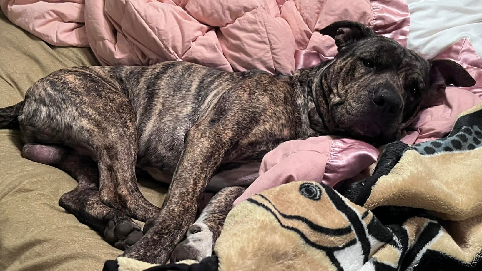 ‘My worst nightmare’: Woman says 10-foot alligator killed her dog during walk at lakefront