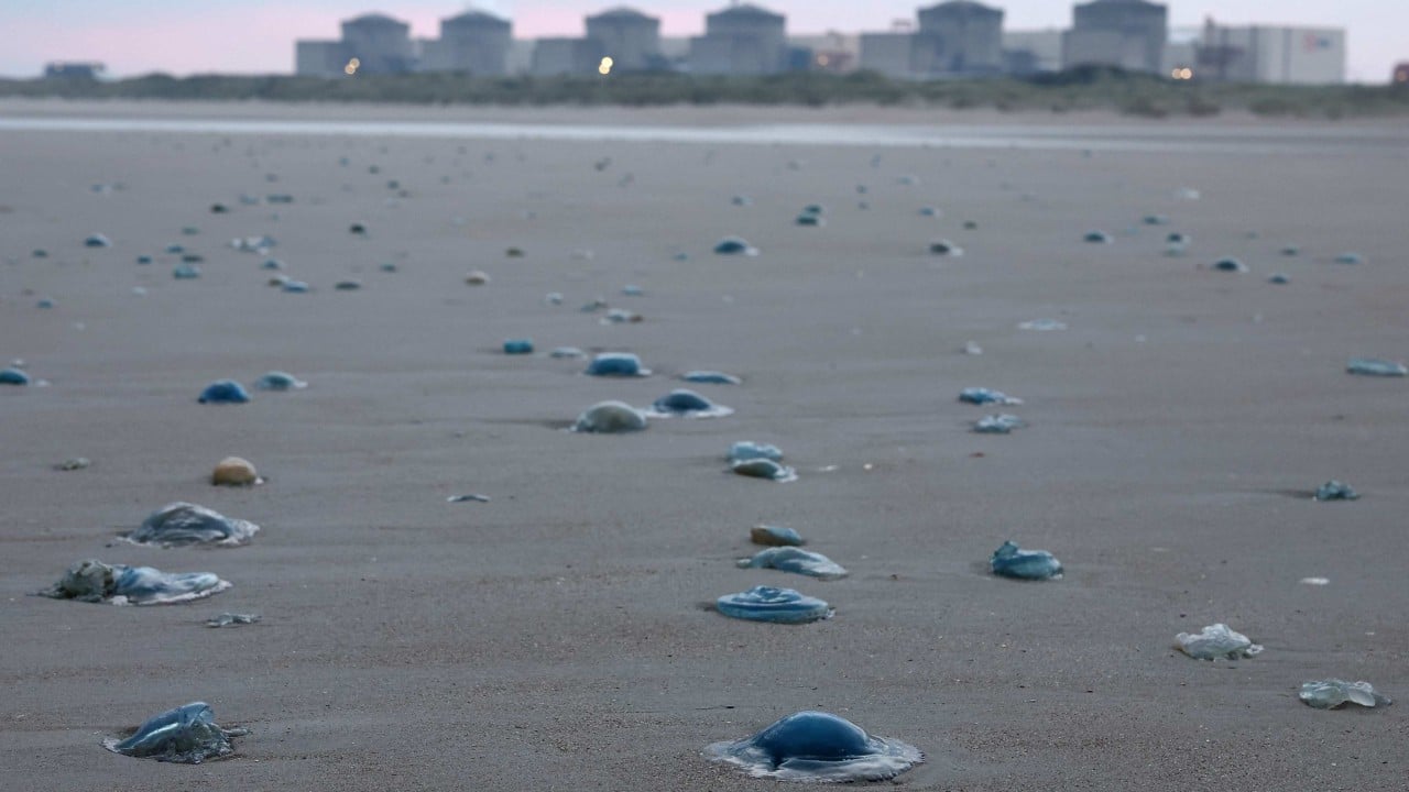 Jellyfish force shutdown of 3 reactors at French nuclear power plant