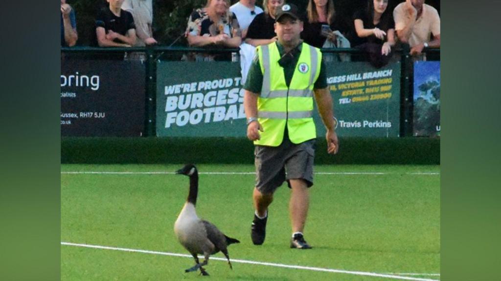 Goose on the loose disrupts football match