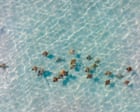 Drone footage shows rare bird’s-eye view of stingrays off New York coast