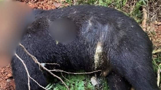 WDFW looking for information on unlawful decapitation of black bear