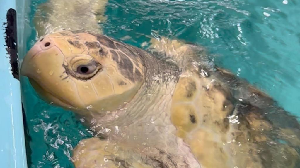 Rare turtle's flight from Wales to Texas