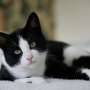 The internet can't get enough of cats, but cats might have had enough of the internet