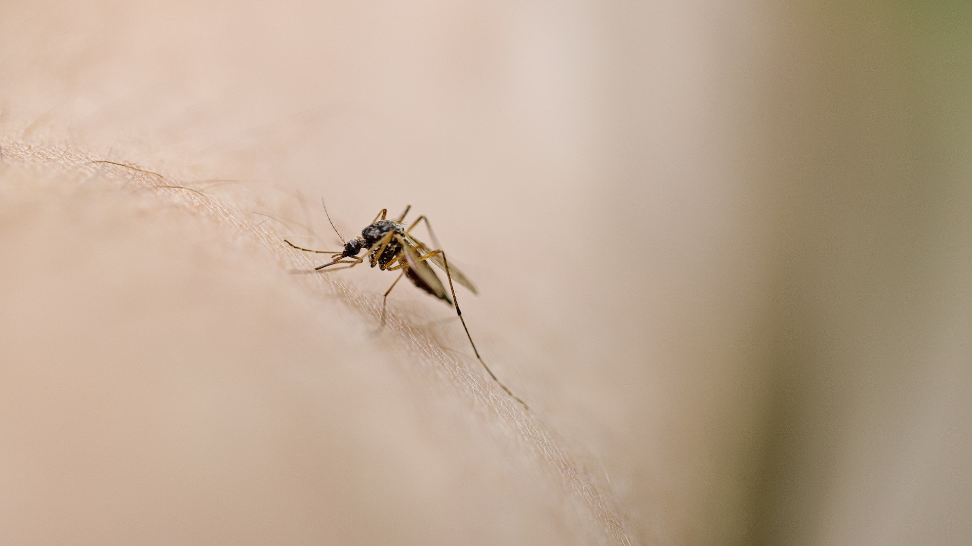 Are you a mosquito magnet? It might be because of how you smell