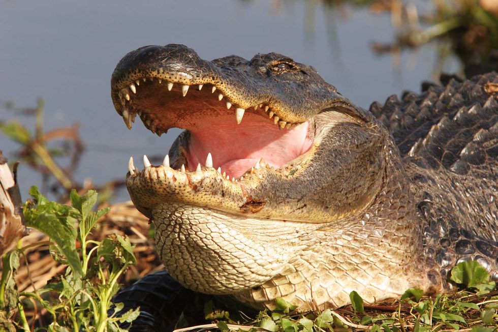 'It was almost like a missile': Good Samaritans rush to save Florida woman from alligator — but a devastating price was paid