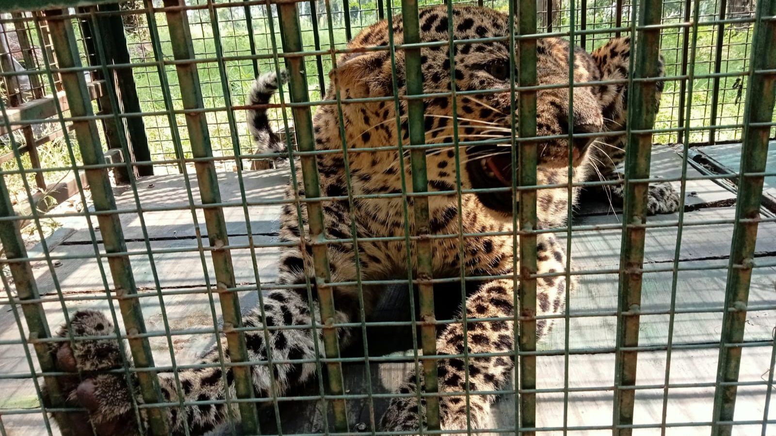50 leopards caught in 8 months. Why are 500 UP villages still on edge?