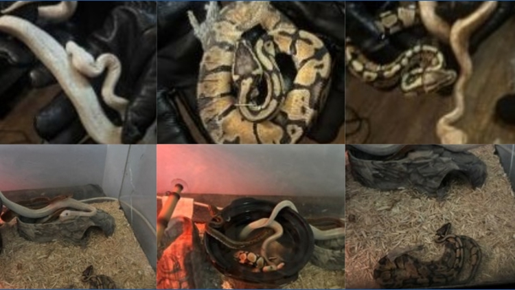 60+ reptiles stolen from pet stores; Police find 11 pythons in suspect's home