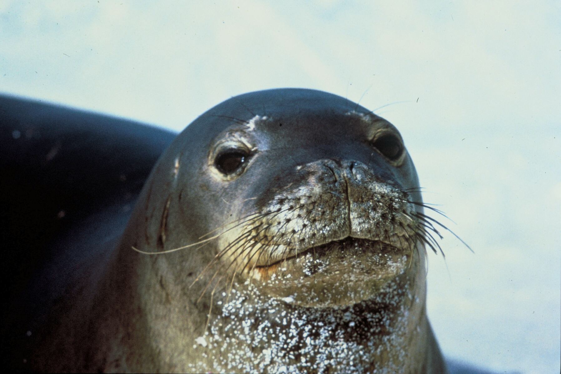 ‘Irresponsible, reckless, negligent,’: Young seal found dead in abandoned fishing net