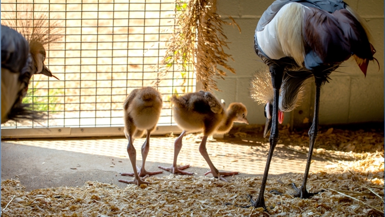 Como Zoo celebrates historic first with hatching of endangered chicks