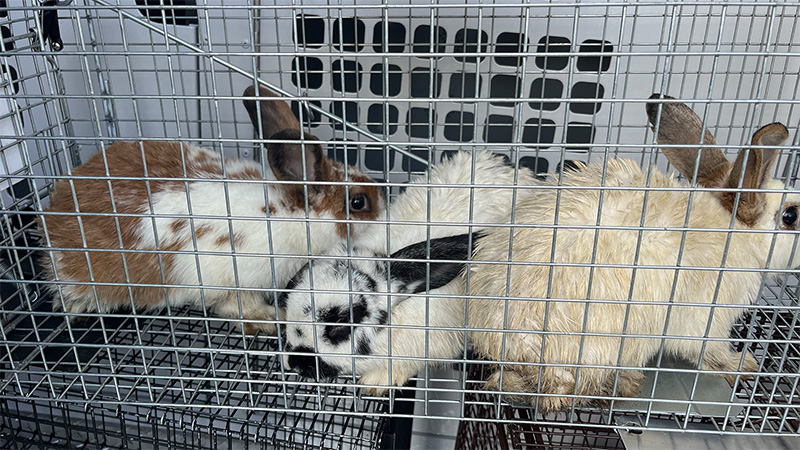 Park workers find 22 rabbits abandoned in Plant City