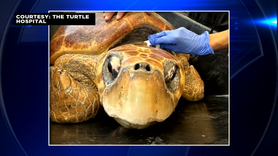 Turtle found off Sugarloaf Key set to be released into ocean after making recovery