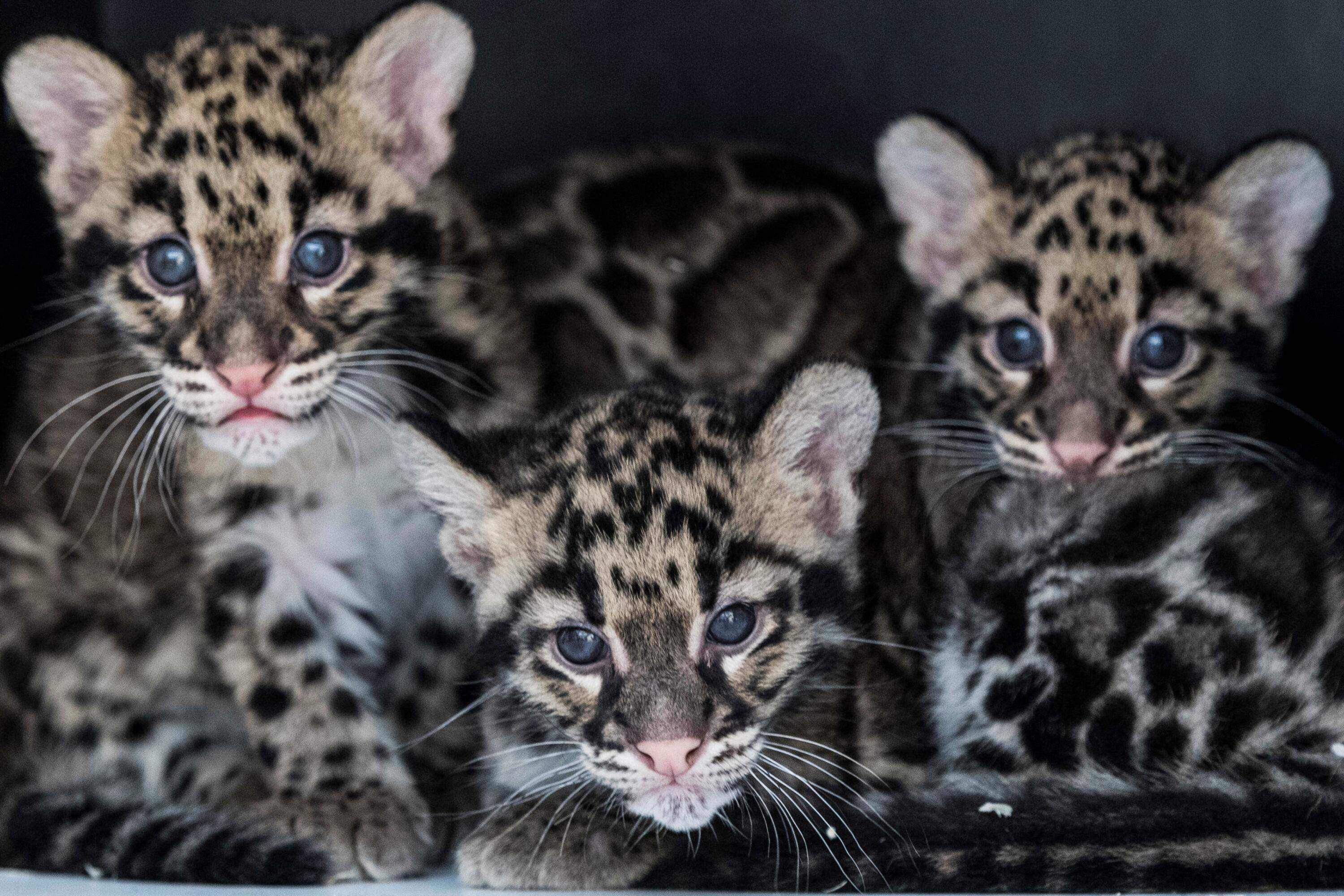 $200 million pledged for threatened species recovery