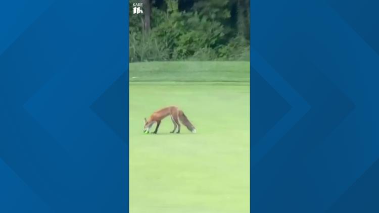 Fox steals golf balls at Chaska Town Course