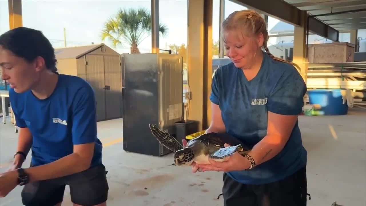 Sea turtles in Apollo Beach released by Florida Aquarium after months of rehabilitation