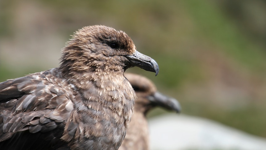 Tasmania confirms first case of deadly bird flu strain H5N1
