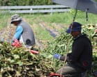 Potatoes ‘boil’ in the ground as record heatwave sweeps across swathes of Asia