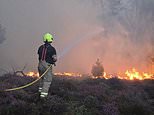 Rewilding link to record fires: After 1,017 wildfires ALREADY this year, eco-dogma is blamed for turning the country into a tinderbox