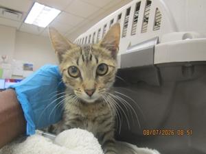 Meet Meowchael: Pet of the Day