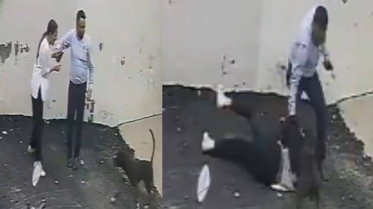 Video: Pitbull mauls Patiala couple viewing rental home, woman suffers deep wounds